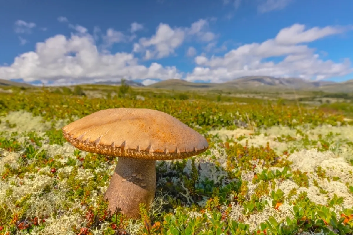 Divoká tvář Skandinávie (Wild Faces of Scandinavia), 2025 - fotogaléria