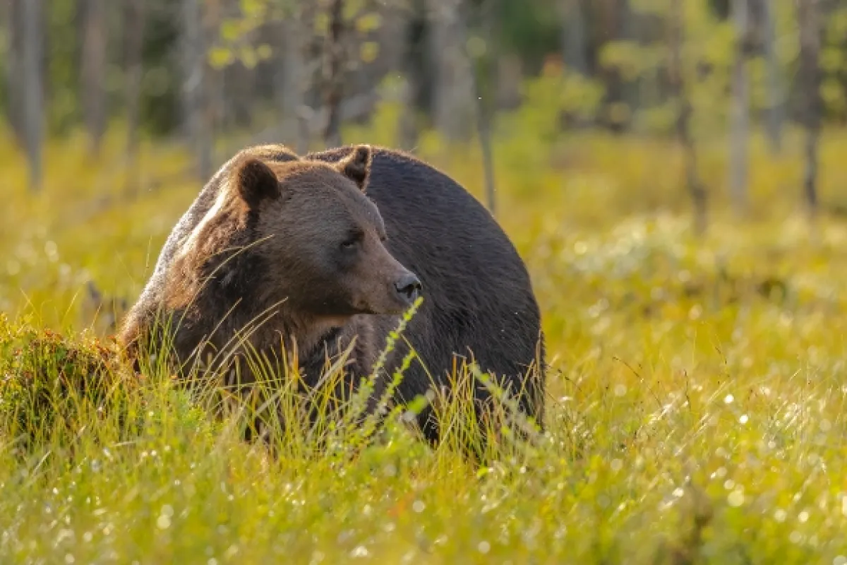 Divoká tvář Skandinávie (Wild Faces of Scandinavia), 2025 - fotogaléria