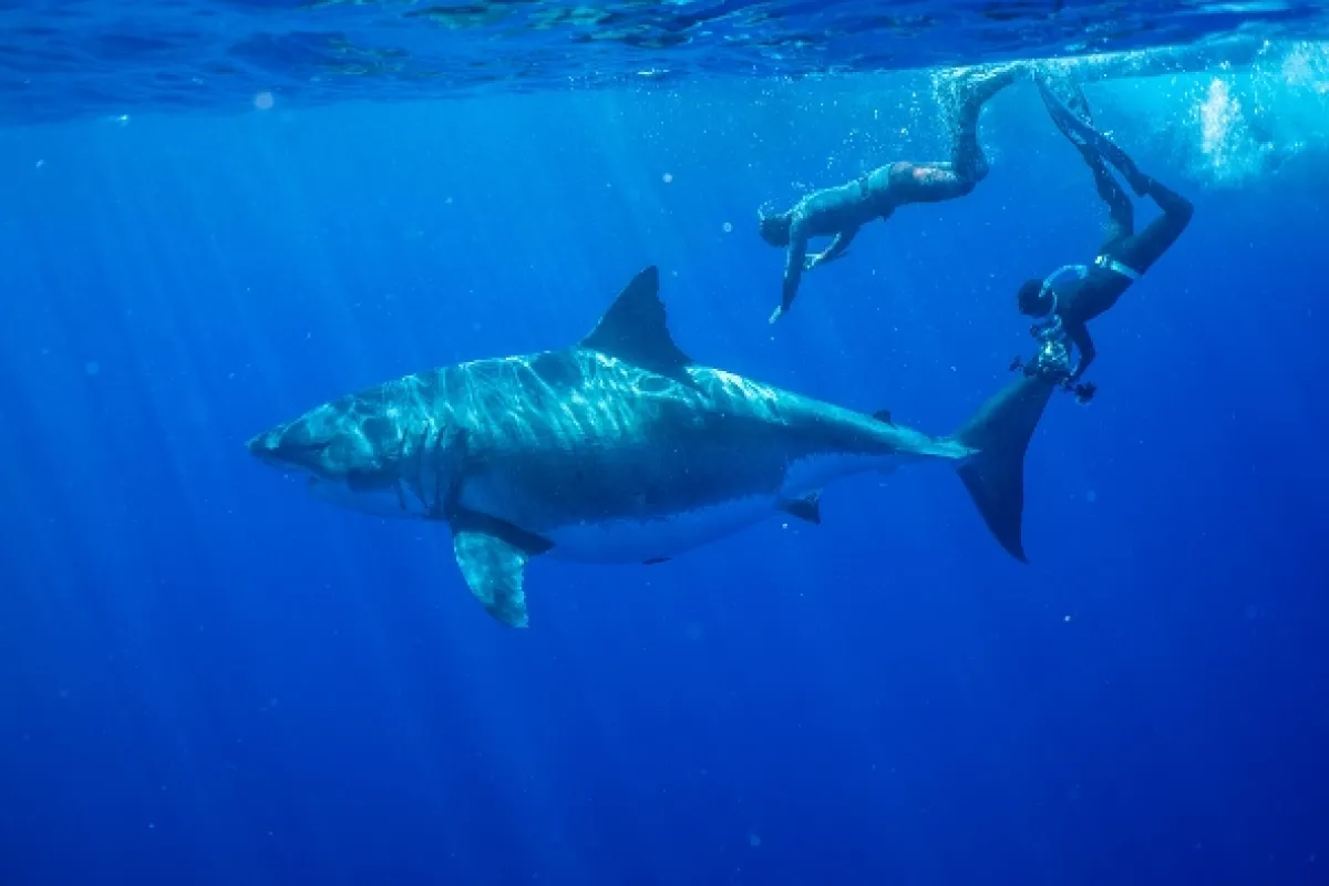 Žraločí titáni (Great White vs Tiger Shark), 2022 - fotogaléria