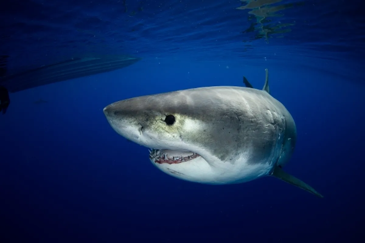 Žraločí titáni (Great White vs Tiger Shark), 2022 - fotogaléria