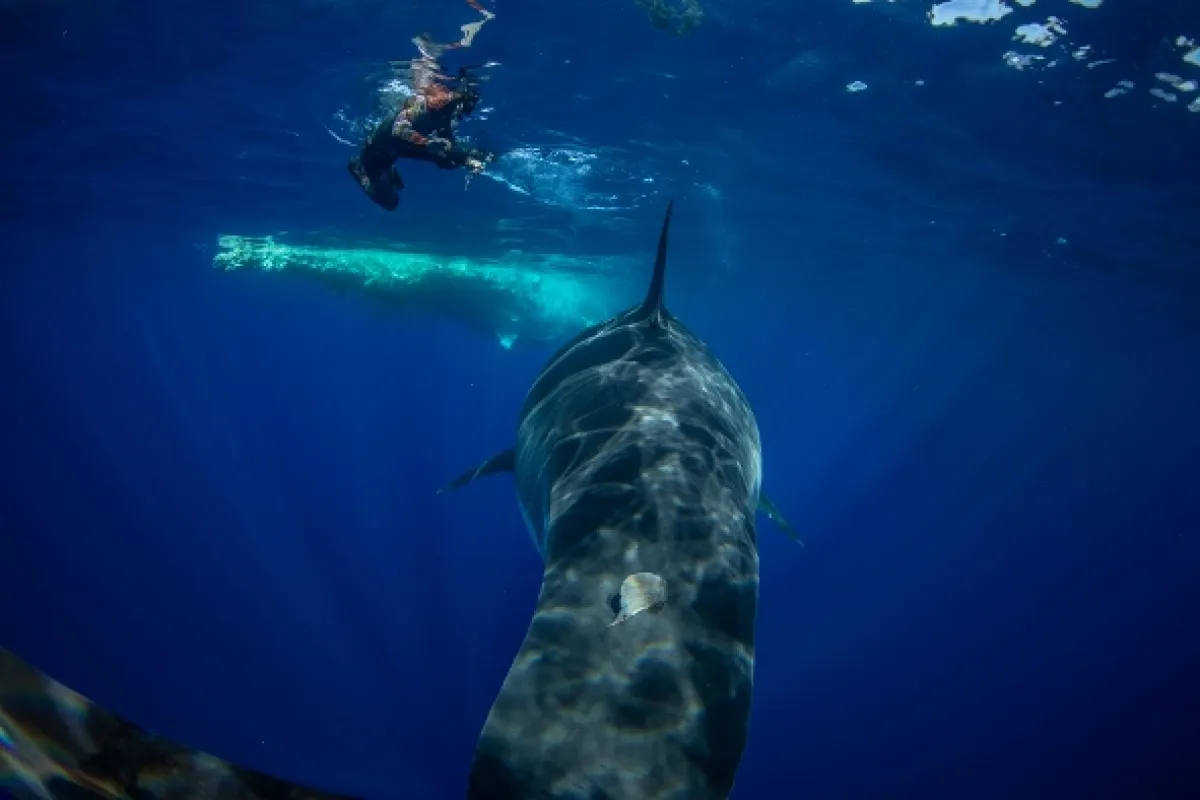Žraločí titáni (Great White vs Tiger Shark), 2022 - fotogaléria