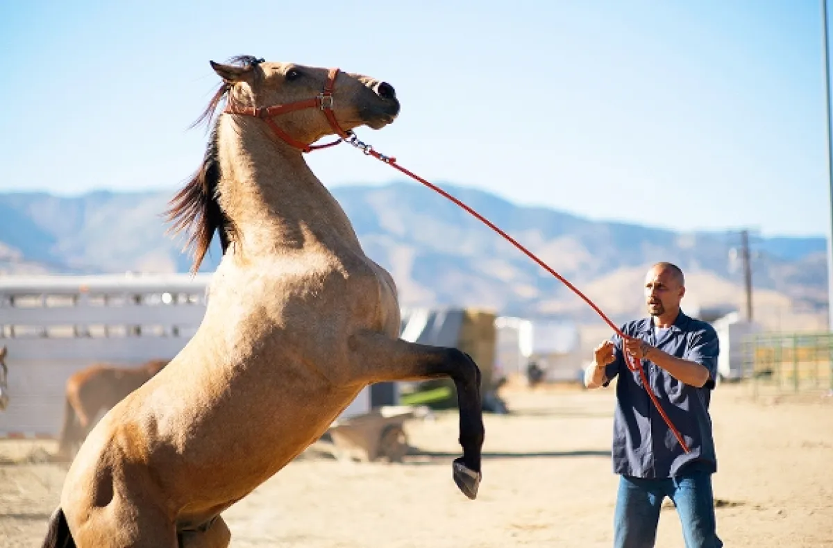 Mustang (The Mustang), 2019 - fotogaléria