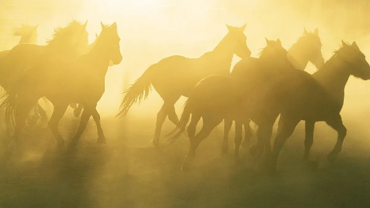 Mustang (The Mustang), 2019 - fotogaléria
