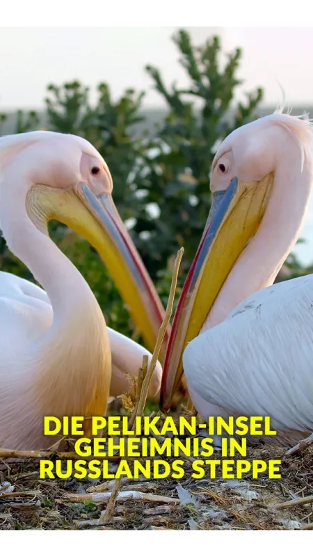 Ostrov pelikánů (Mystery of Pelican Island), 2023 - fotogaléria