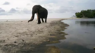 Gabon: Surfující hroši