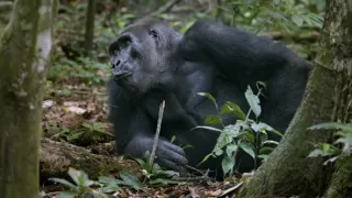 Gabon: Surfující hroši