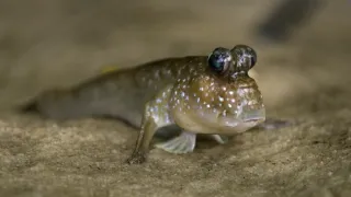 Gabon: Surfující hroši