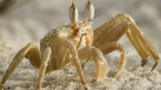 Gabon: Surfující hroši