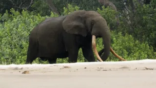 Gabon: Surfující hroši