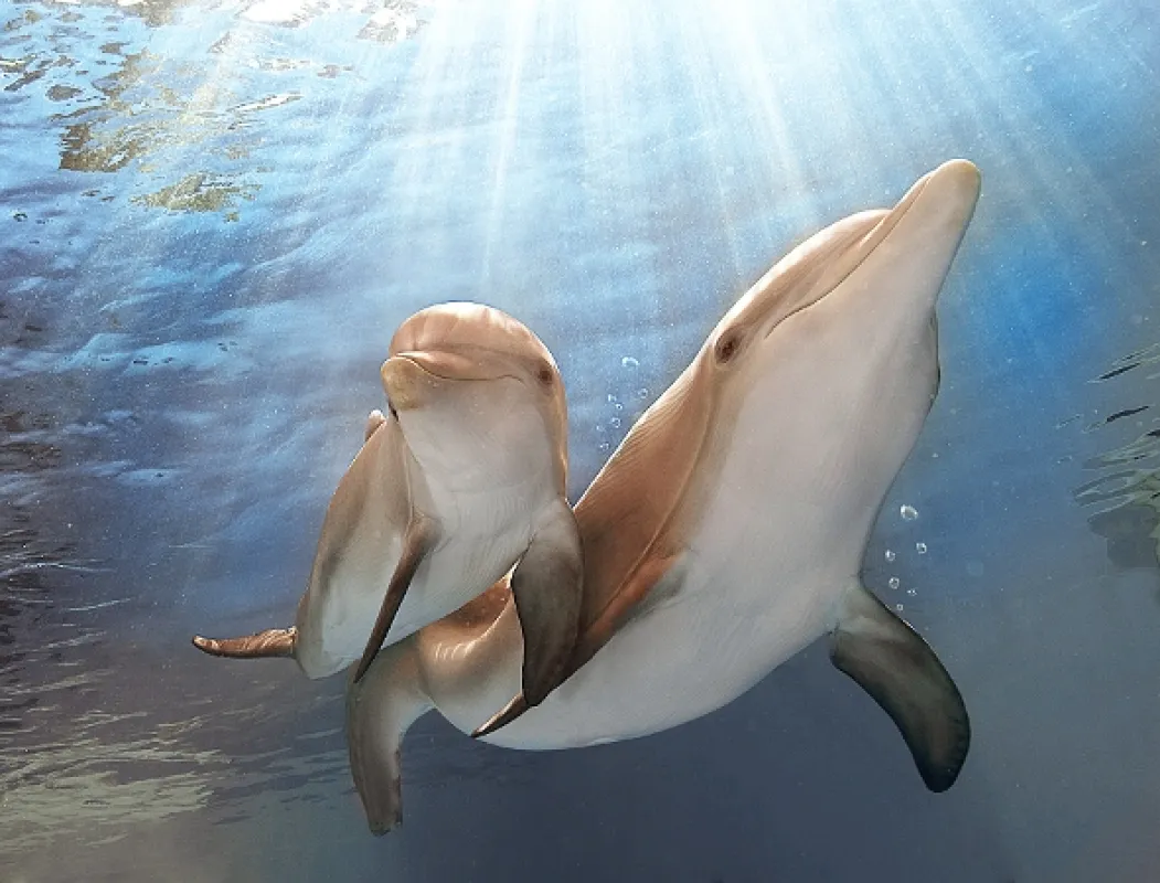 Můj přítel delfín 2 (Dolphin Tale 2), 2014 - fotogaléria