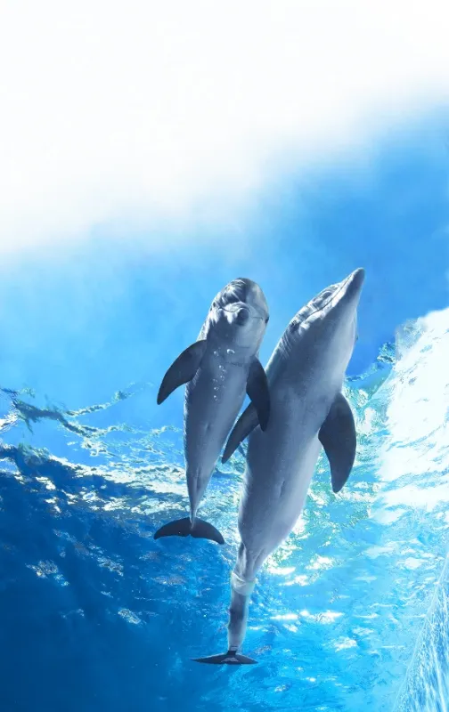 Můj přítel delfín 2 (Dolphin Tale 2), 2014 - fotogaléria