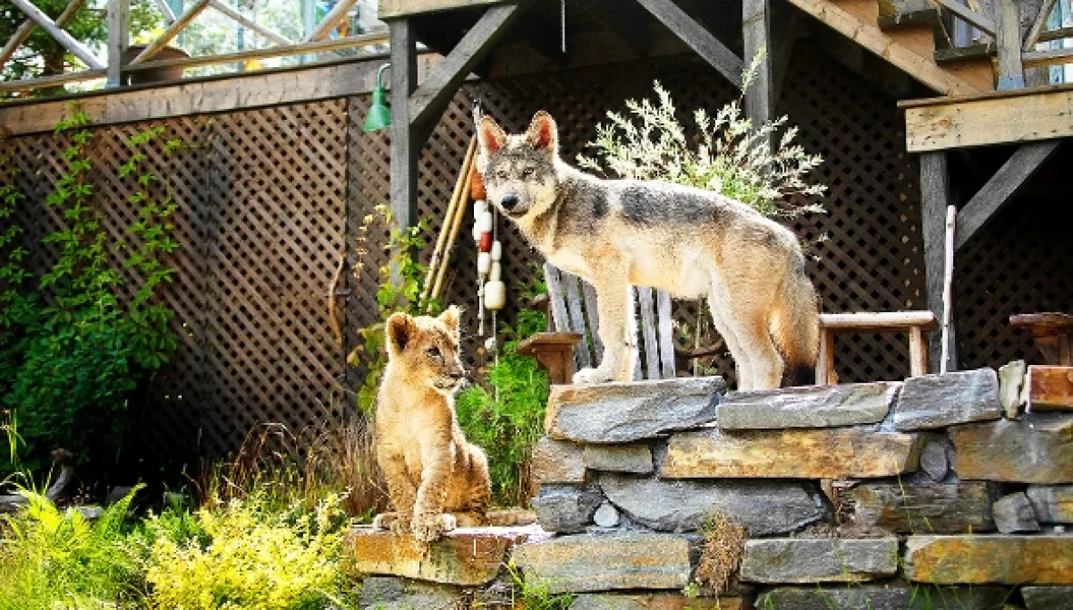Vlk a lev: Nečekané přátelství (Le loup et le lion), 2021 - fotogaléria
