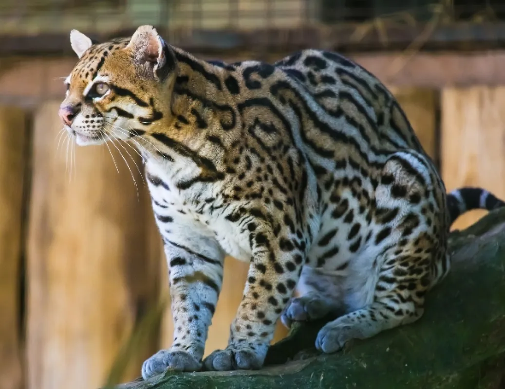 Americký ocelot - fotogaléria