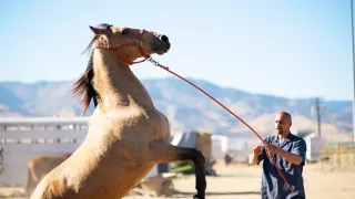 Divoký mustang