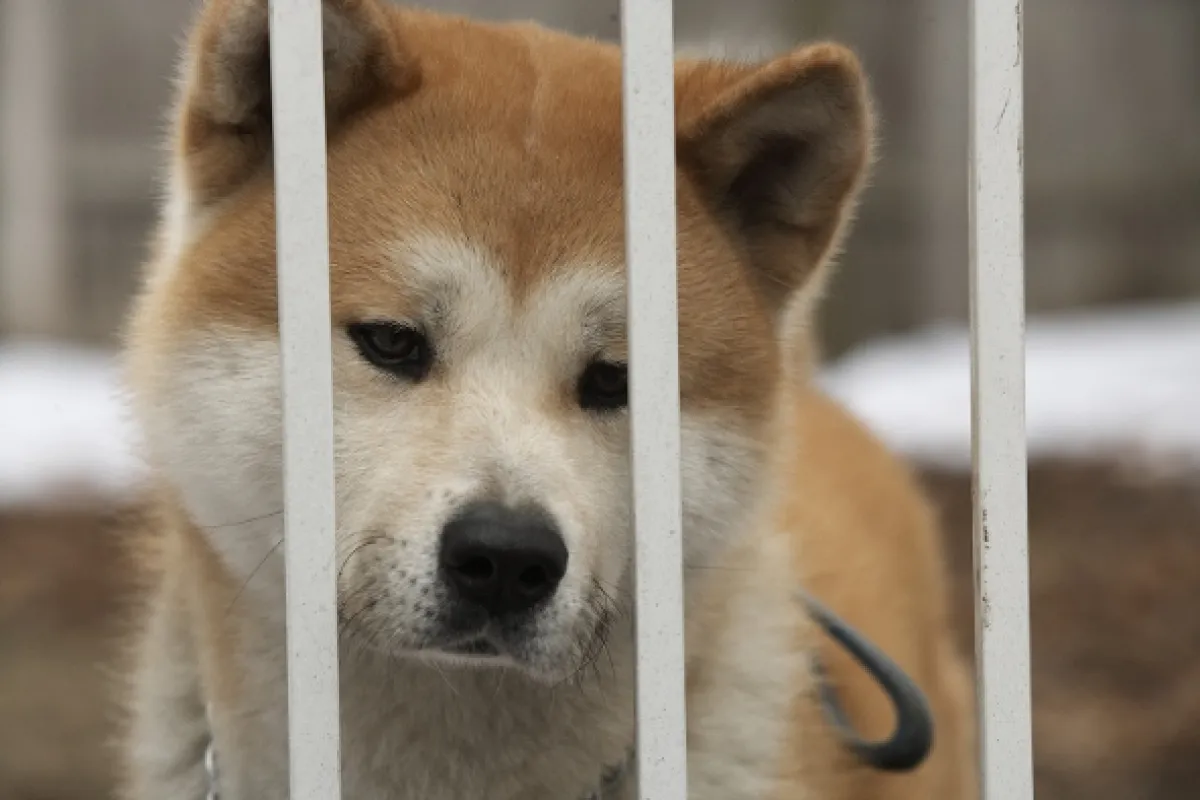 Hačikó - příběh psa (Hachiko), 2009 - fotogaléria