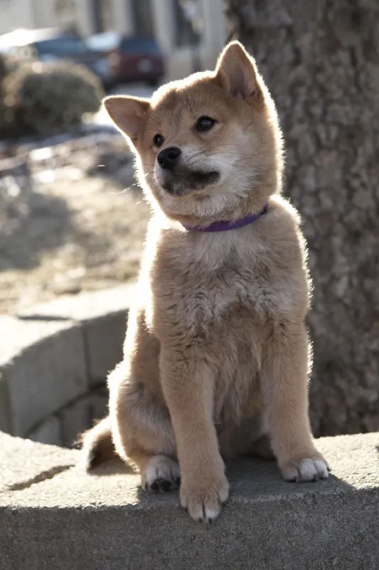 Hačikó - příběh psa (Hachiko), 2009 - fotogaléria