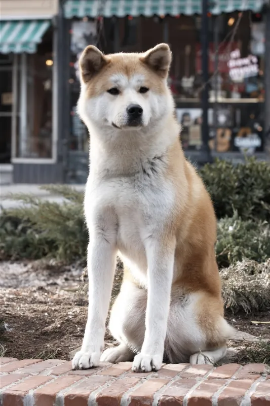 Hačikó - příběh psa (Hachiko), 2009 - fotogaléria
