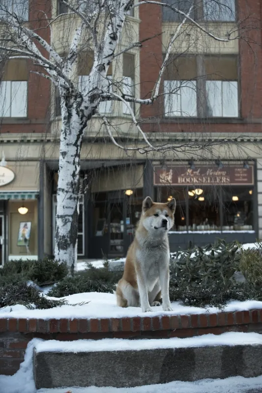 Hačikó - příběh psa (Hachiko), 2009 - fotogaléria