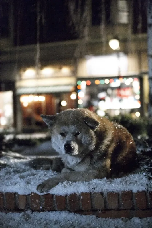 Hačikó: Príbeh psa (Hachiko: A Dog’s Story/Hachi: A Dog’s Tale), 2009 - fotogaléria