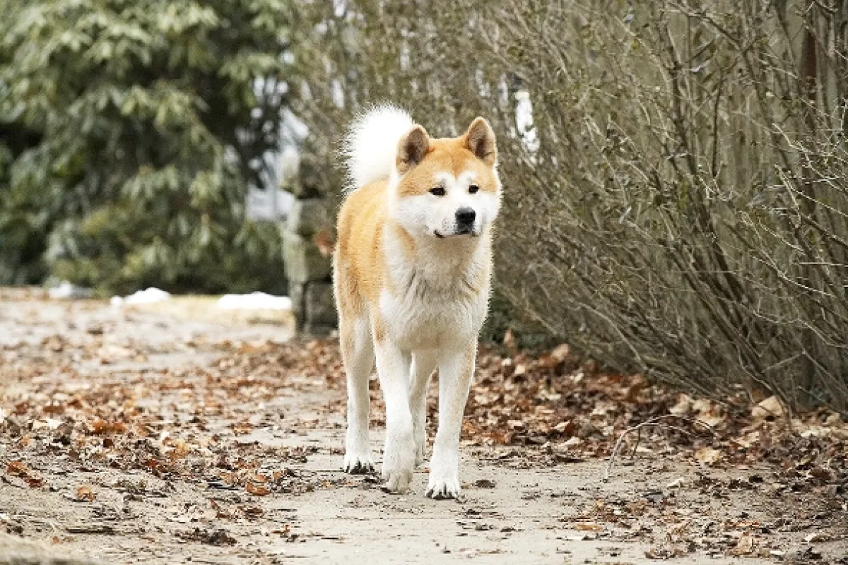 Hačikó: Príbeh psa (Hachiko: A Dog’s Story/Hachi: A Dog’s Tale), 2009 - fotogaléria