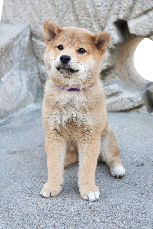 Hačikó: Príbeh psa (Hachiko: A Dog’s Story/Hachi: A Dog’s Tale), 2009 - fotogaléria