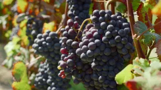 Milovníci vína (12/12)