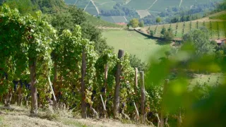 Milovníci vína (12/12)