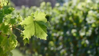 Milovníci vína (12/12)