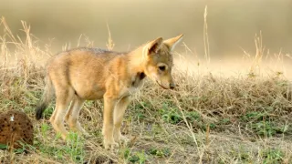 Skutečná Kniha džunglí