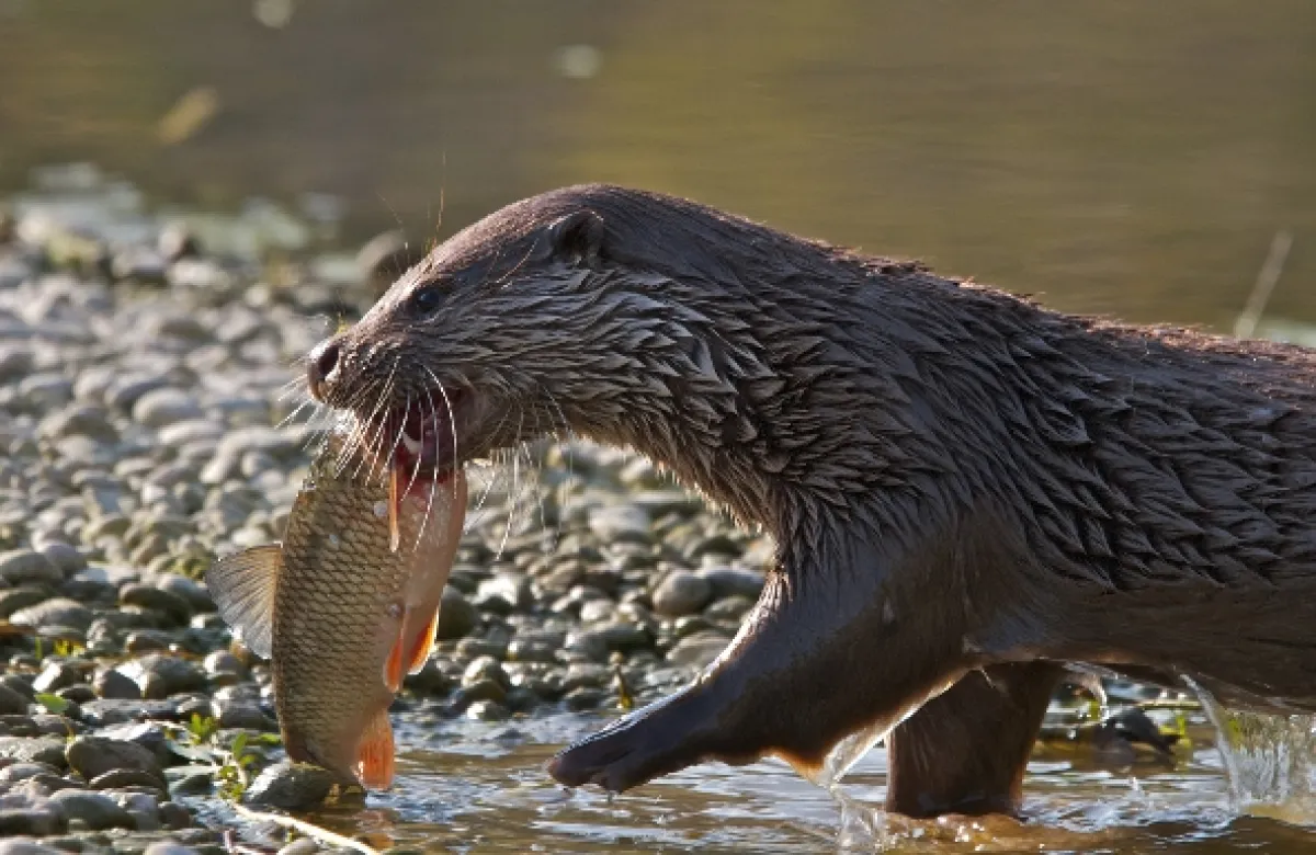 Koridory života (Korridore des Lebens: Europas grenzenlose Natur), 2024 - fotogaléria