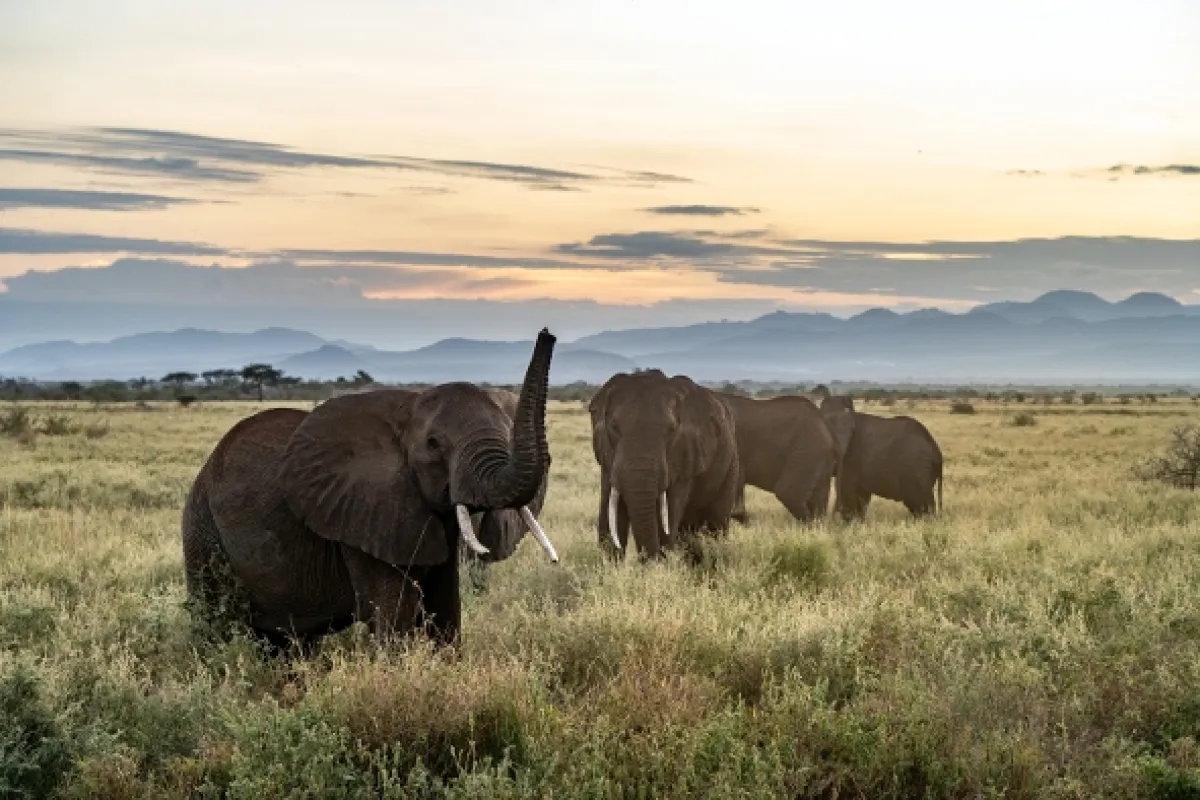 Zrozena pro Afriku - fotogaléria
