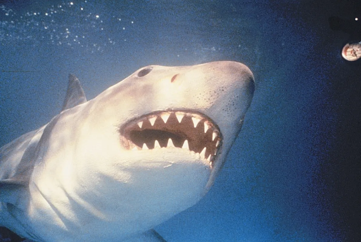 Čeľuste 3 (Jaws 3-D), 1983 - fotogaléria