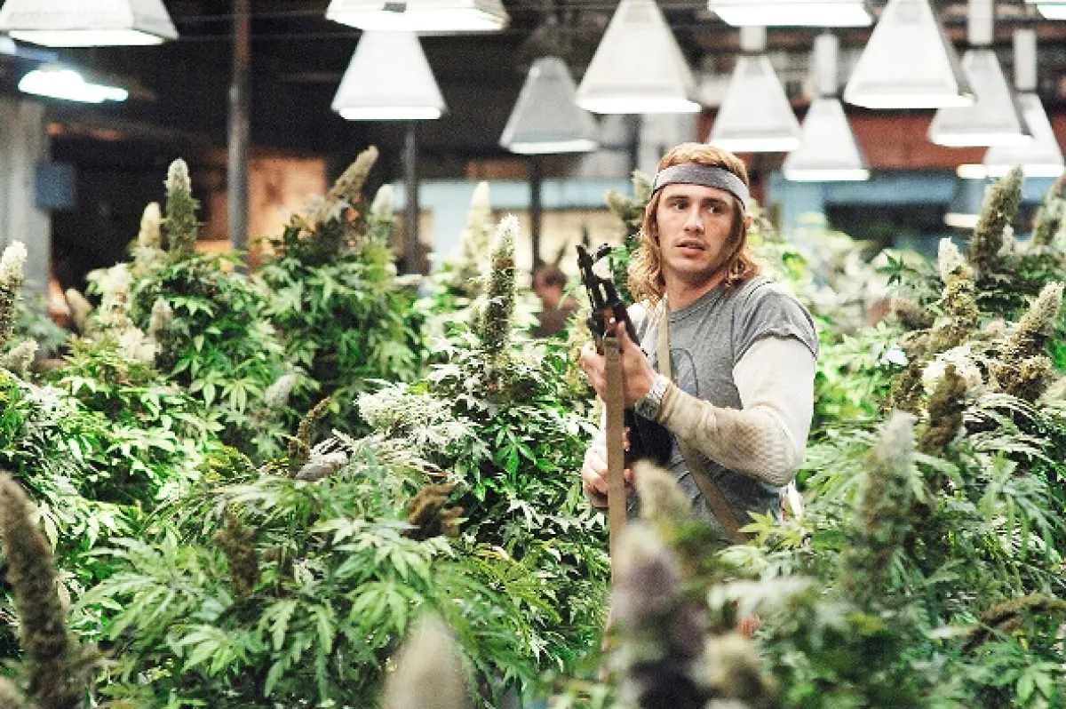 Travička zelená (Pineapple Express), 2008 - fotogaléria