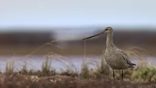 Tajemství tažných ptáků