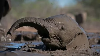 Divoké historky ze savany (2/3)