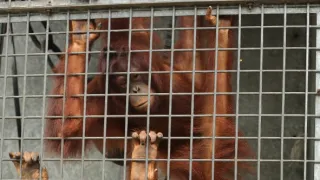 Orangutaní škola v džungli II (3)