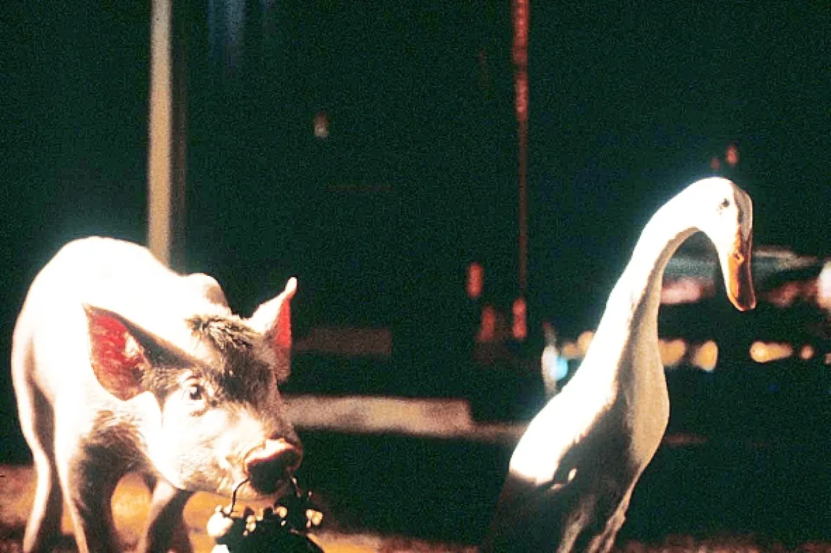 Babe - galantné prasiatko, 1995 - fotogaléria