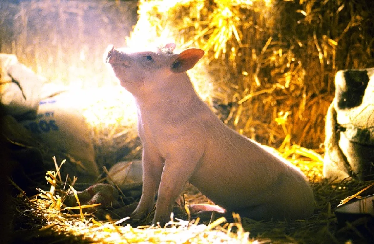 Babe - galantné prasiatko, 1995 - fotogaléria