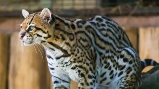 Americký ocelot