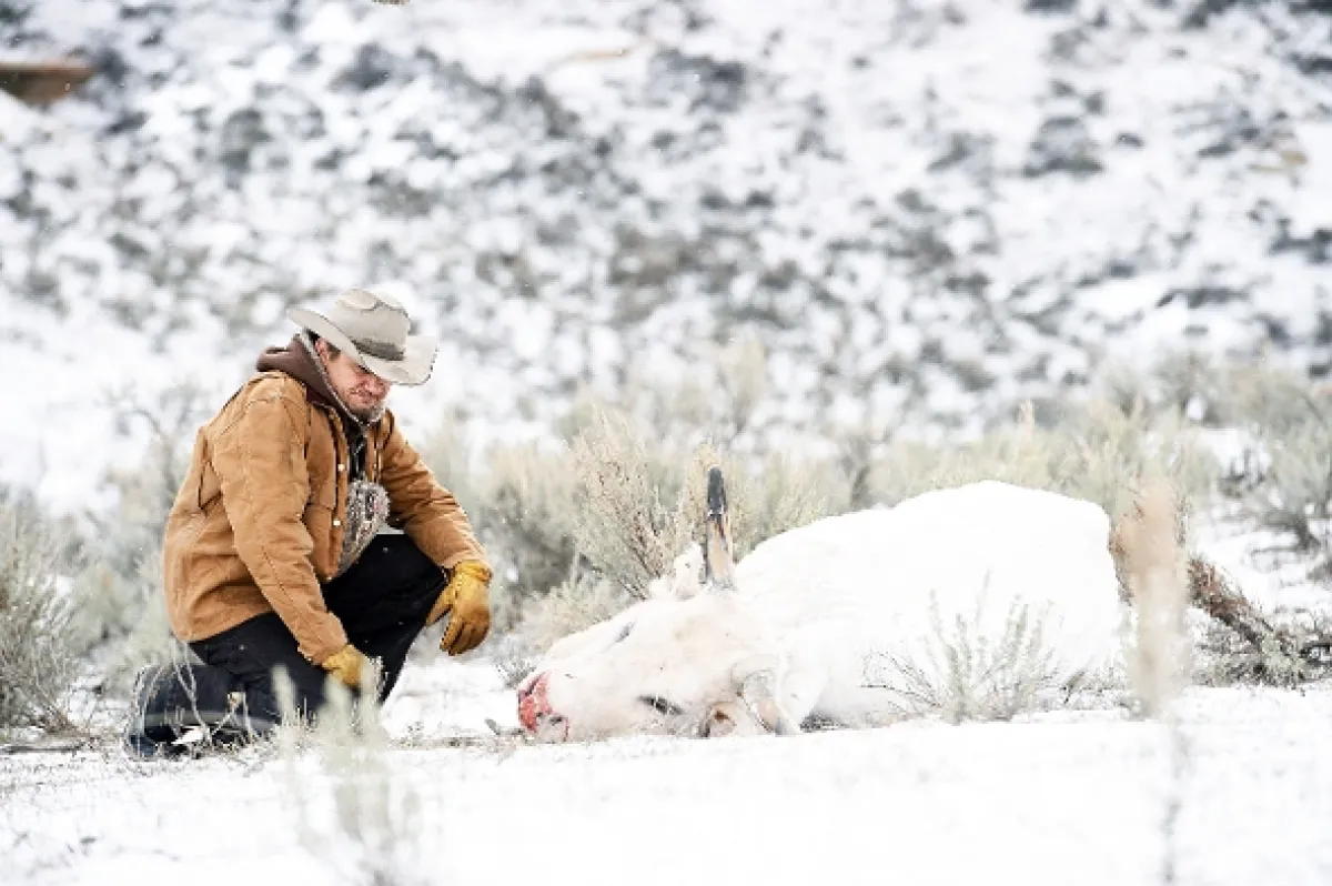 Wind River, 2017 - fotogaléria