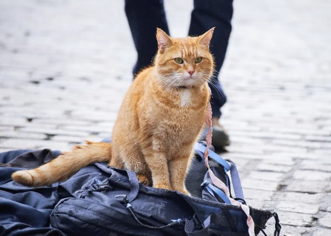 Kocúr Bob (A Street Cat Named Bob), 2016 - fotogaléria