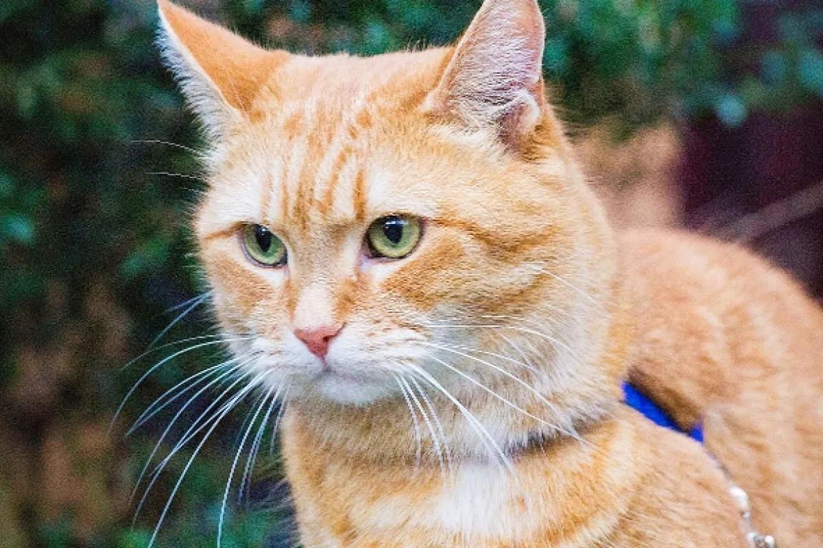 Kocúr Bob (A Street Cat Named Bob), 2016 - fotogaléria