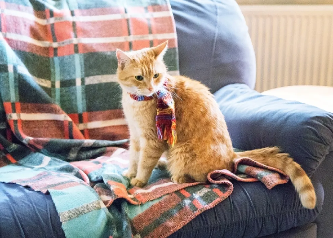 Kocúr Bob (A Street Cat Named Bob), 2016 - fotogaléria