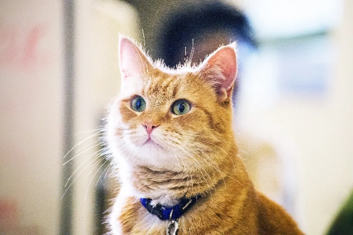 Kocúr Bob (A Street Cat Named Bob), 2016 - fotogaléria