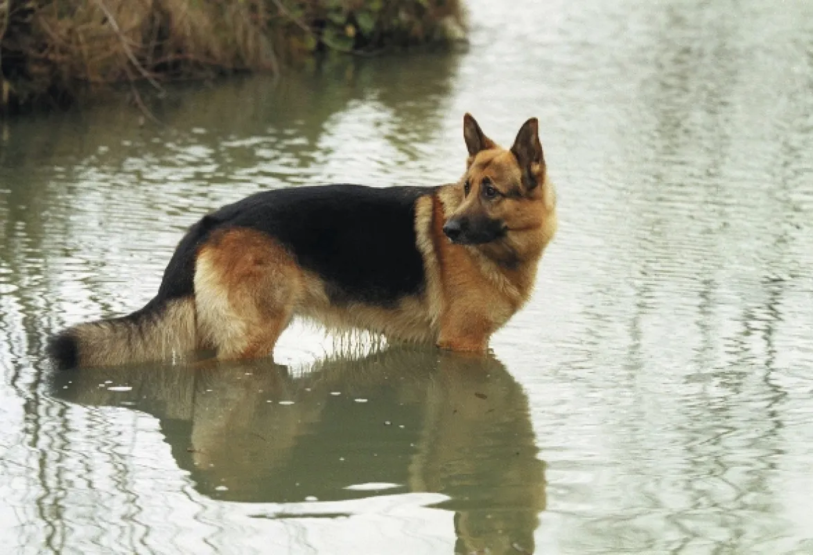 Komisař Rex (Kommissar Rex), 1999 - fotogaléria