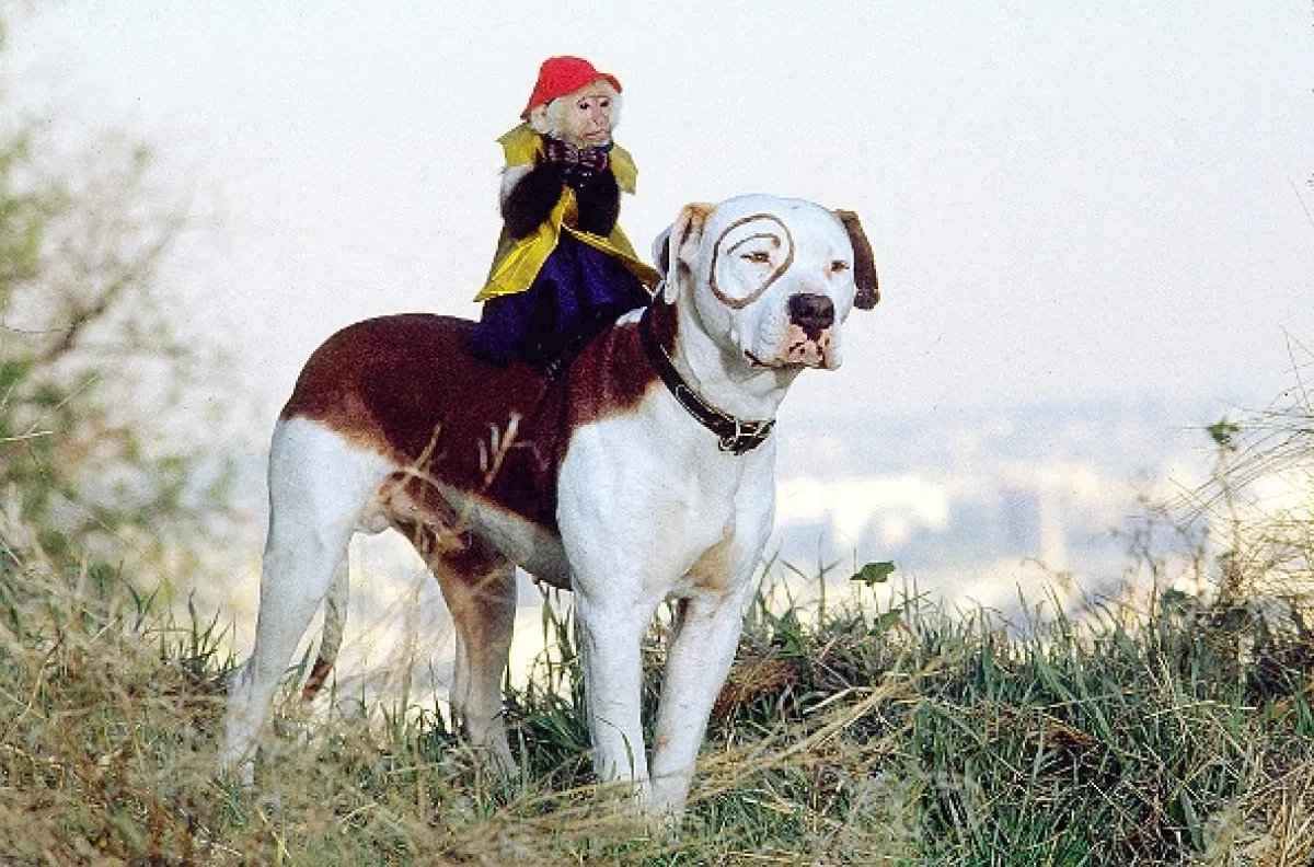 Malí uličníci (The Little Rascals), 1994 - fotogaléria