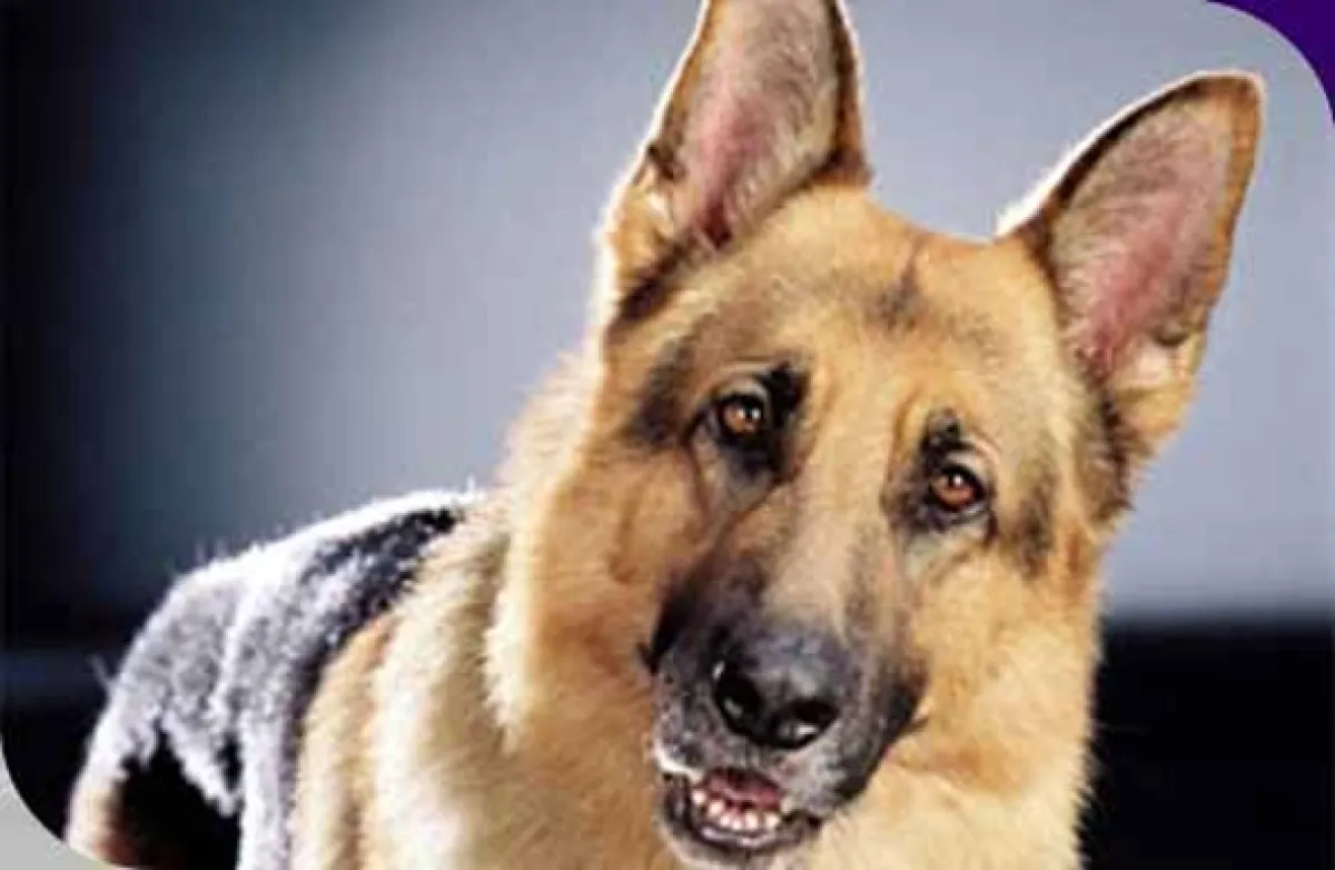 Komisař Rex (Kommissar Rex), 2002 - fotogaléria