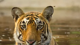 Tajemství asijské divočiny (2)