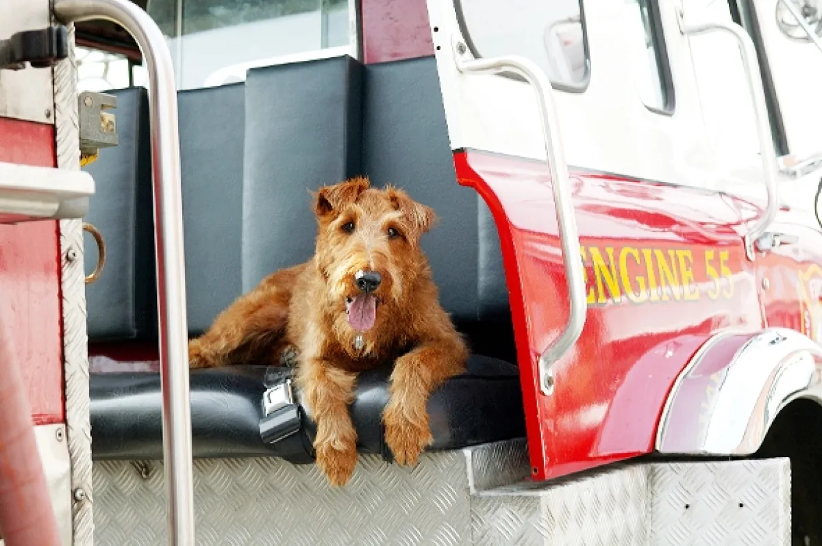 Hafan hasičem (Firehouse Dog), 2007 - fotogaléria