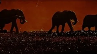 Divoké historky ze savany (2/3)